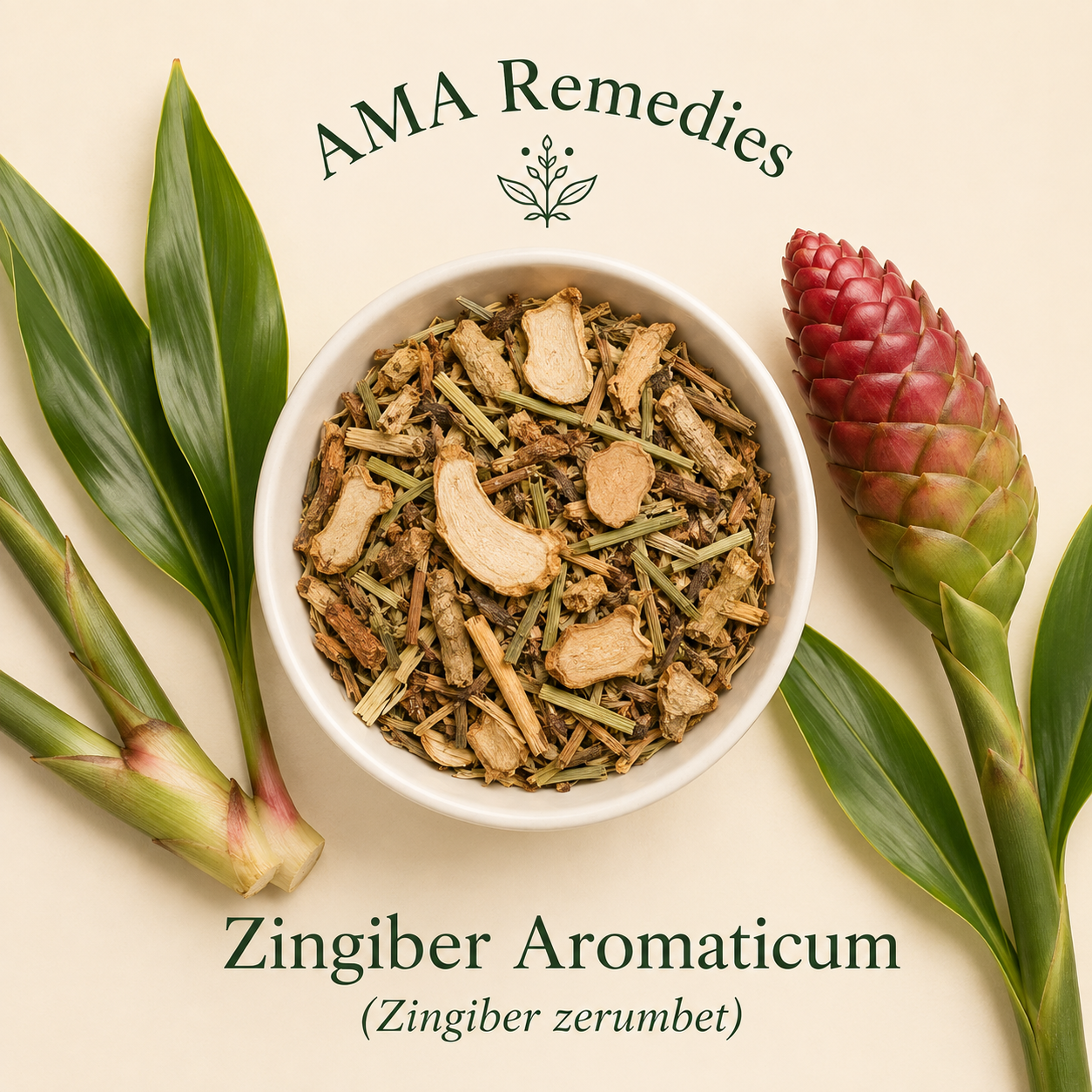 Zingiber Aromaticum (Zingiber zerumbet)
