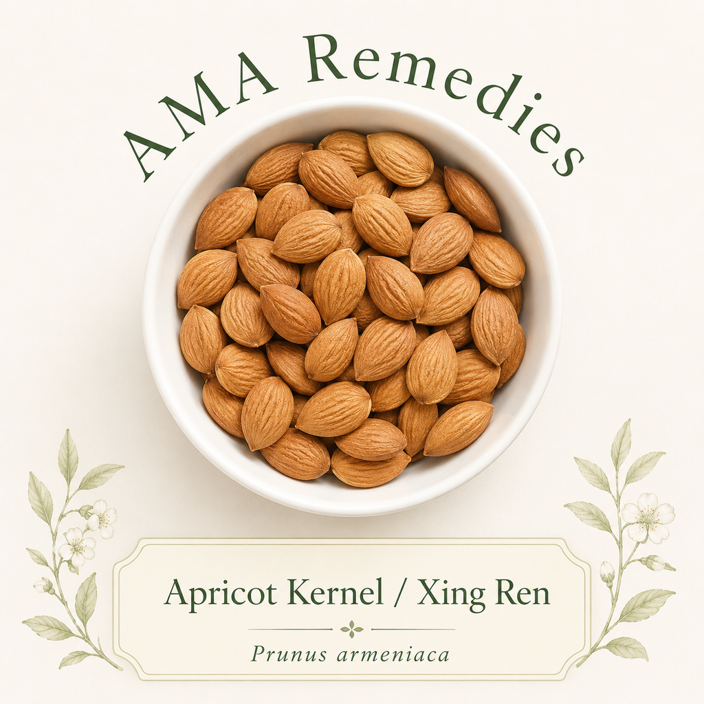 Apricot Kernel / Xing Ren (Prunus armeniaca) — Organic Dried Kernels