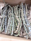 Guduchi / Giloy (Tinospora cordifolia) - Fresh