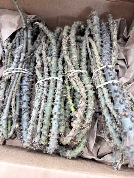 Guduchi / Giloy (Tinospora cordifolia) - Fresh