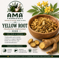 Yellow Root (Xanthorhiza simplicissima)