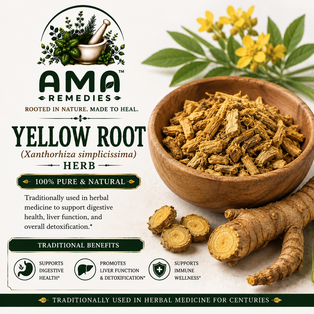 Yellow Root (Xanthorhiza simplicissima)