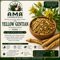 Yellow Gentian (Gentiana lutea)