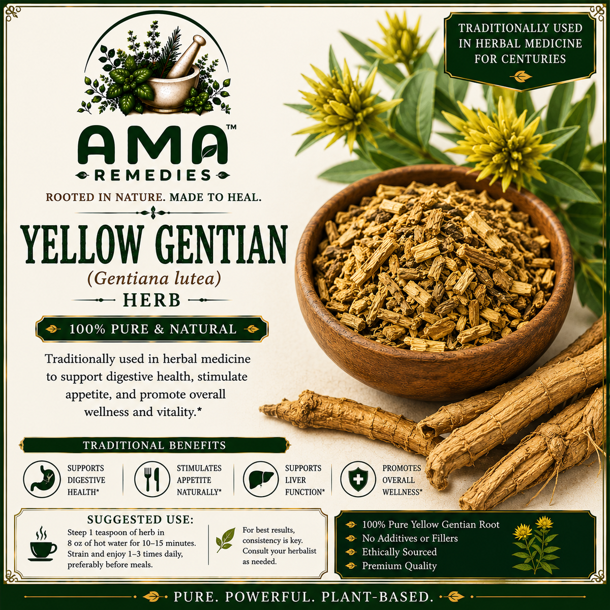 Yellow Gentian (Gentiana lutea)