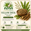Yellow Dock (Rumex crispus)