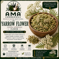 Yarrow Flower (Achillea millefolium)