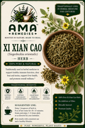 Xi Xian Cao (Siegesbeckia orientalis)