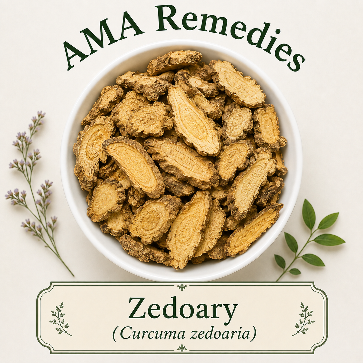 Zedoary (Curcuma zedoaria)