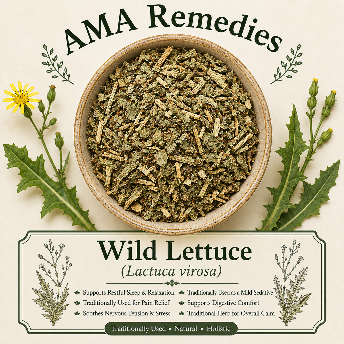 Wild Lettuce (Lactuca virosa)