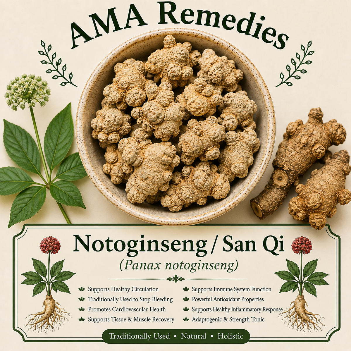 Notoginseng / San Qi (Panax notoginseng)