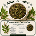 Vietnamese Coriander (Persicaria odorata)