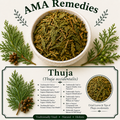 Thuja (Thuja occidentalis) — Dried Leafy Twigs