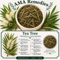 Tea Tree (Melaleuca alternifolia)