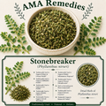 Stonebreaker (Phyllanthus niruri)