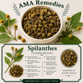 Spilanthes (Acmella oleracea) — Dried Herb