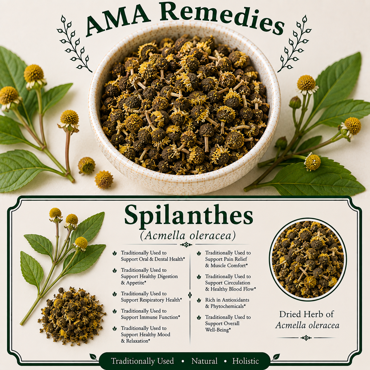 Spilanthes (Acmella oleracea) — Dried Herb