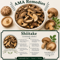 Shiitake (Lentinula edodes) — Dried Mushroom