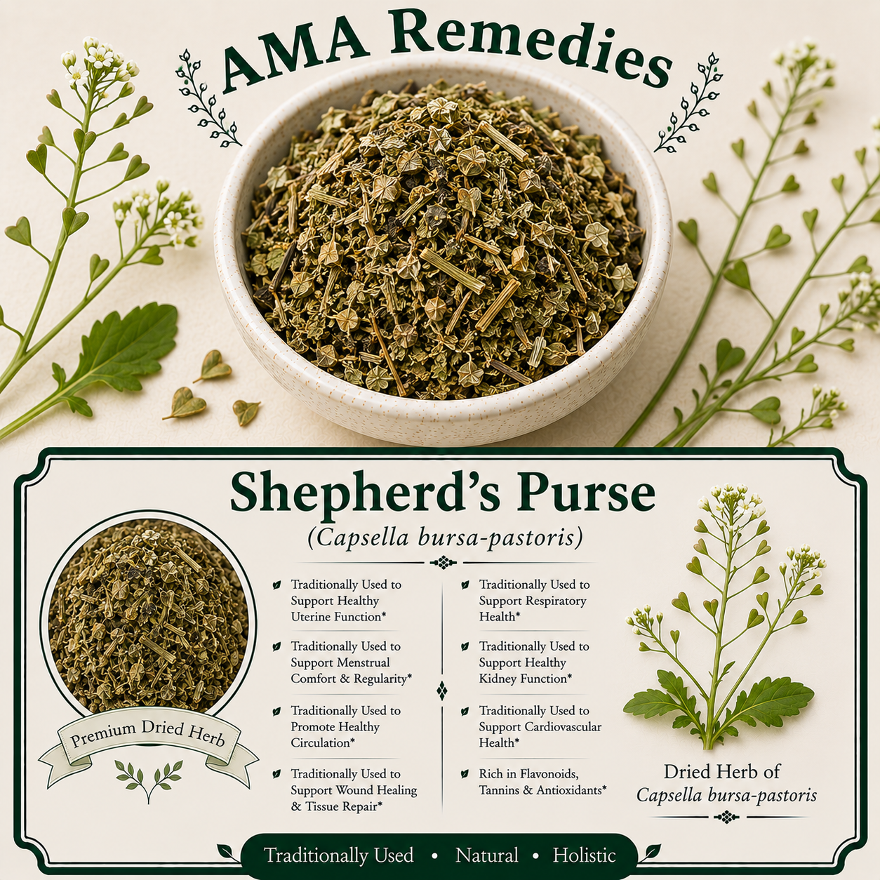 Shepherd's Purse (Capsella bursa-pastoris)