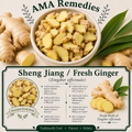 Sheng Jiang / Fresh Ginger (Zingiber officinale)
