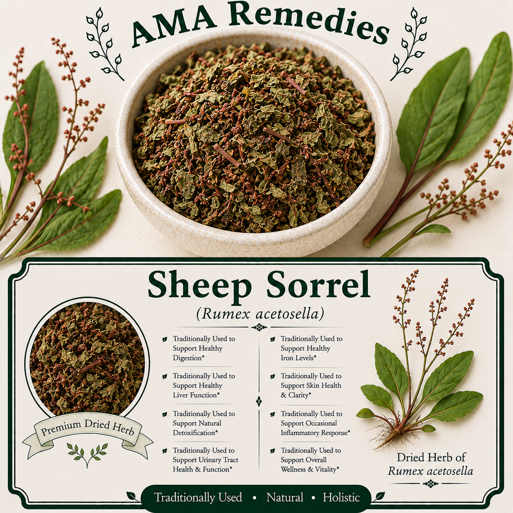 Sheep Sorrel (Rumex acetosella)