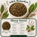 Sheep Sorrel (Rumex acetosella)