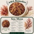 Sea Moss (Chondrus crispus) — Dried Seaweed
