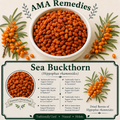 Sea Buckthorn (Hippophae rhamnoides)