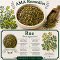 Rue (Ruta graveolens)