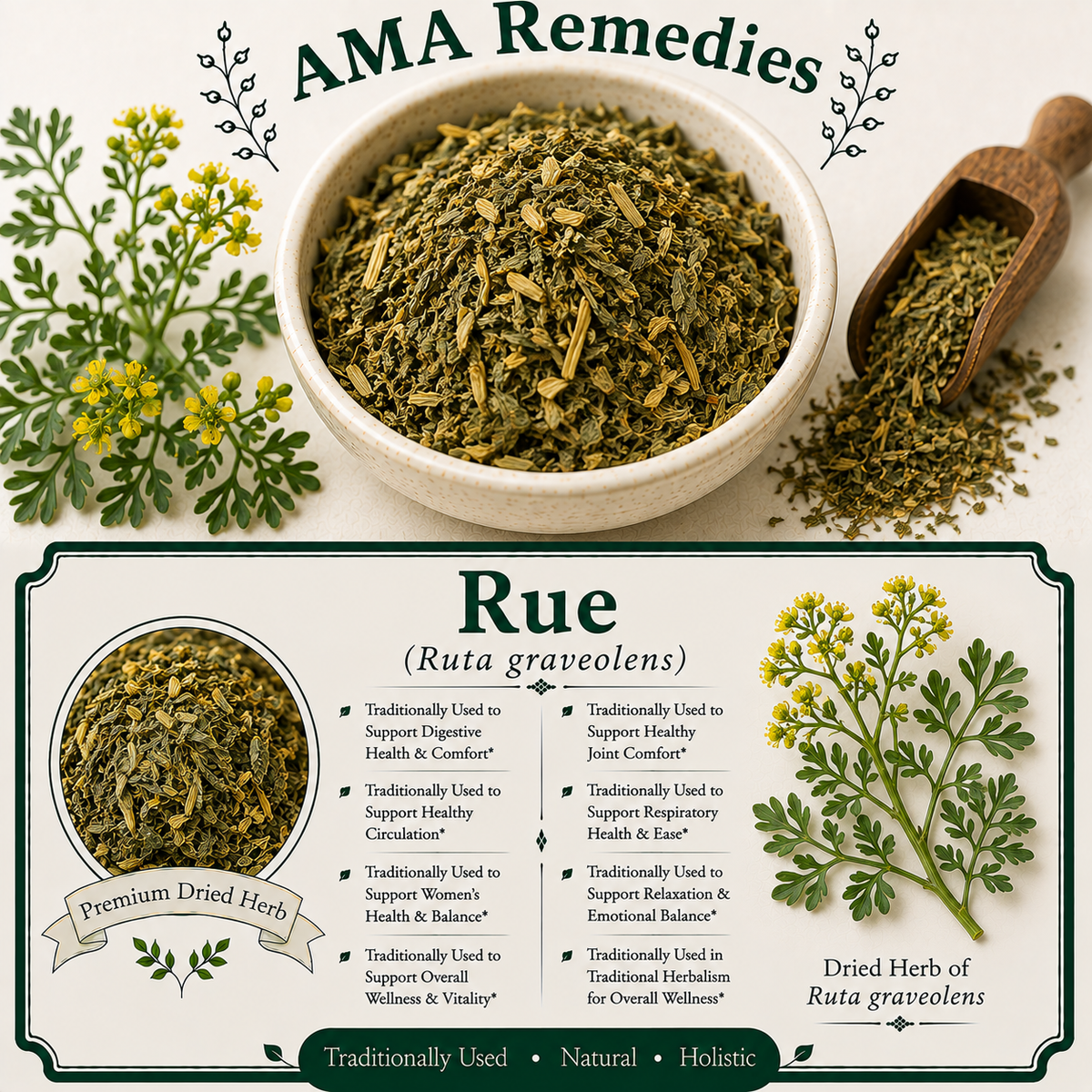 Rue (Ruta graveolens)
