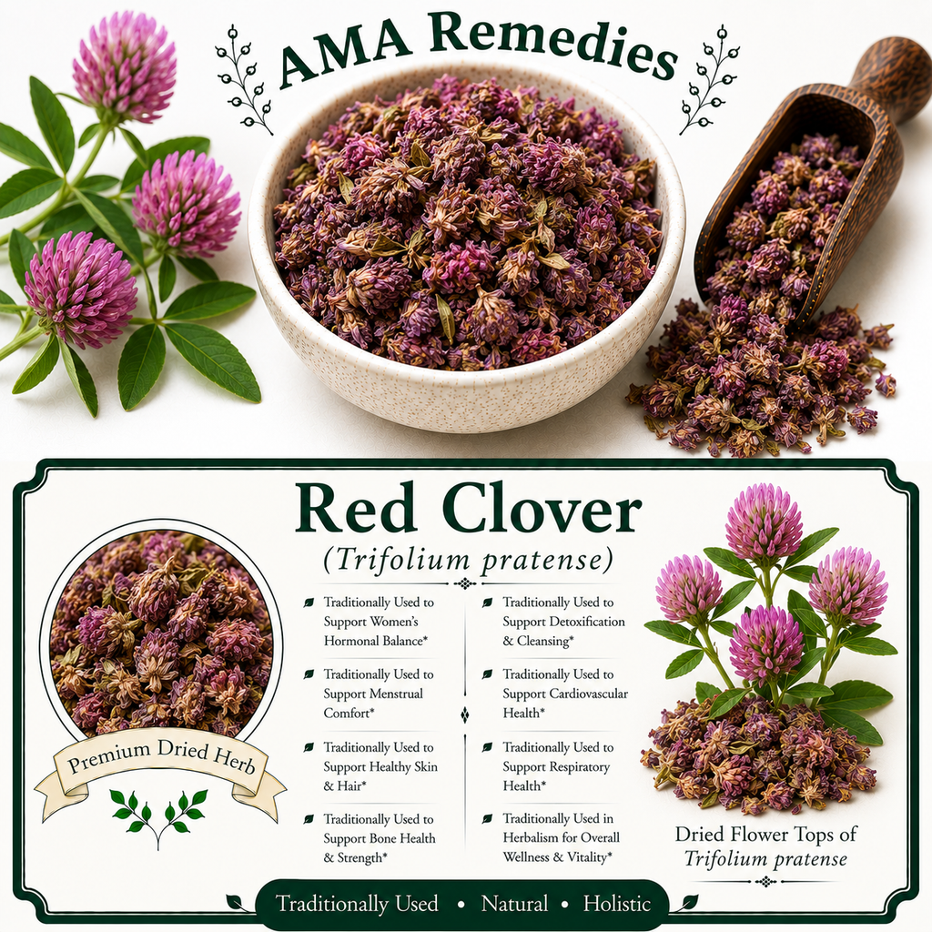 Red Clover (Trifolium pratense)