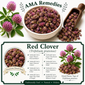 Red Clover (Trifolium pratense)