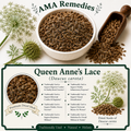 Queen Anne's Lace (Daucus carota)