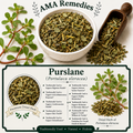 Purslane (Portulaca oleracea)