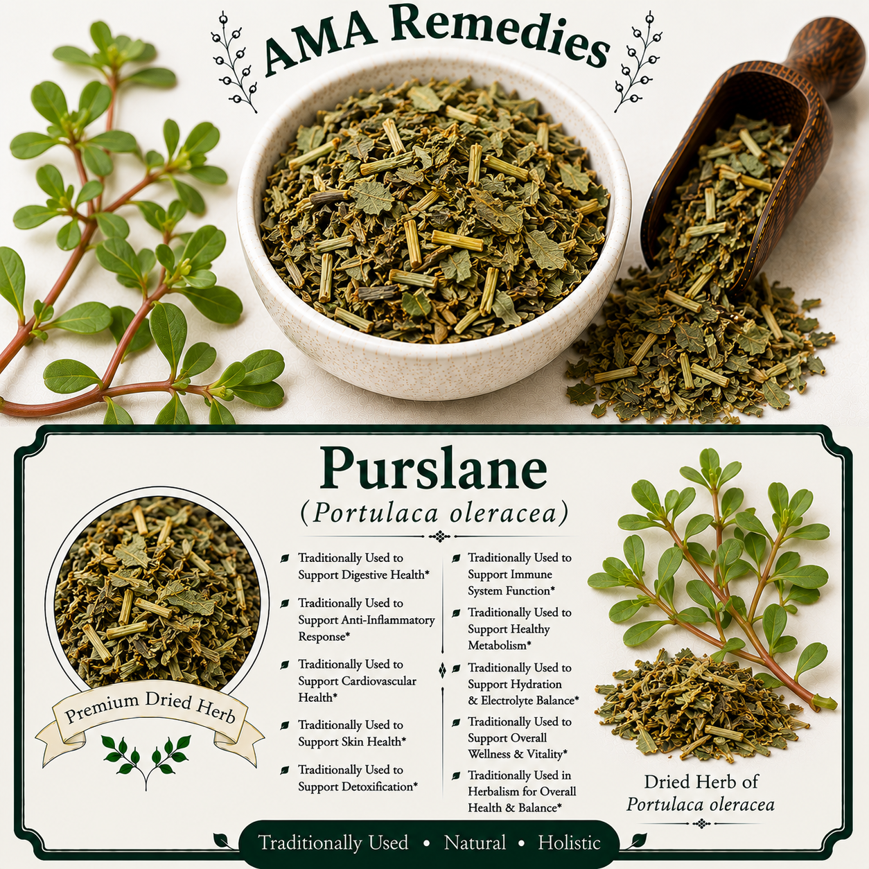 Purslane (Portulaca oleracea)