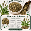 Plantain, Ribwort (Plantago lanceolata) — Dried Leaves