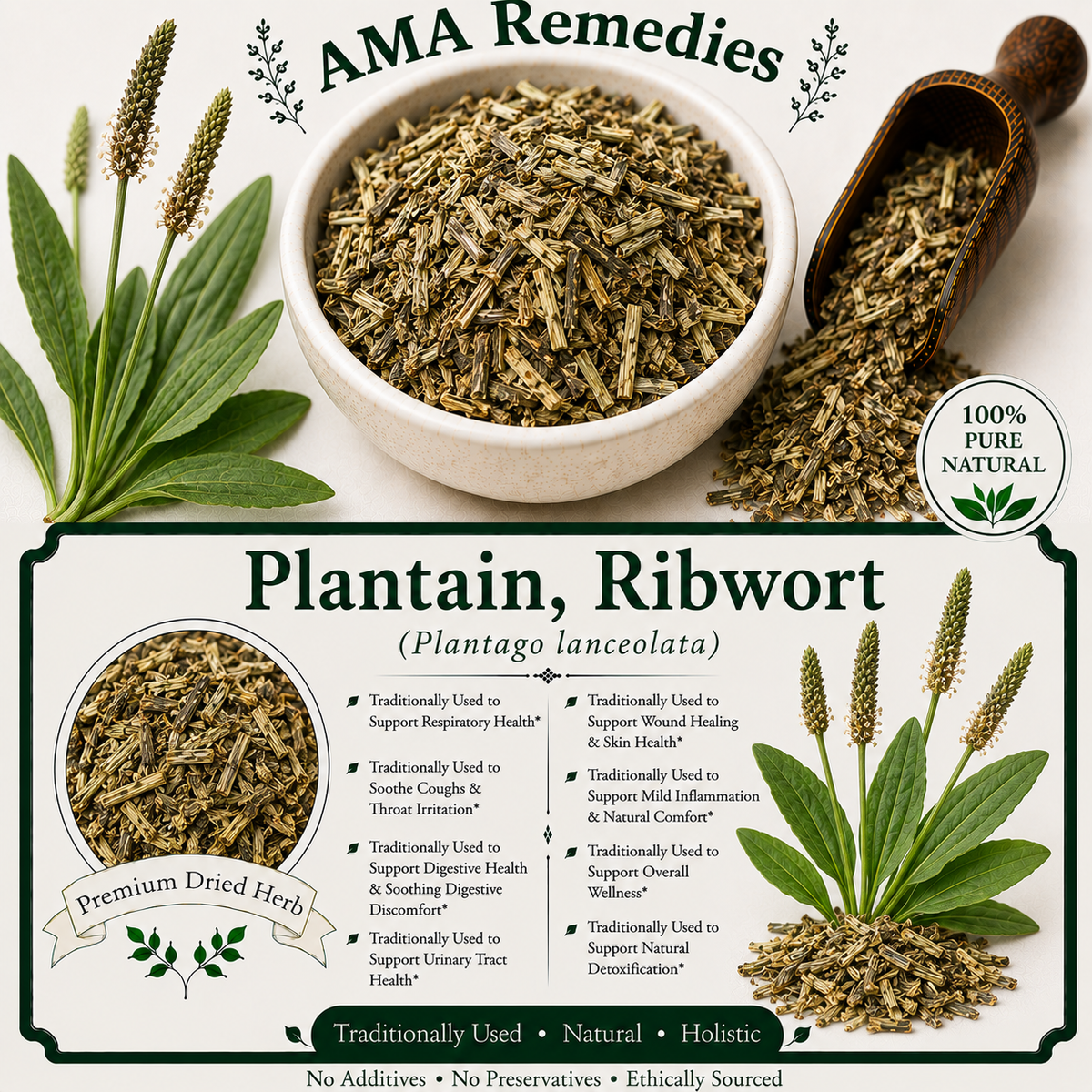 Plantain, Ribwort (Plantago lanceolata) — Dried Leaves