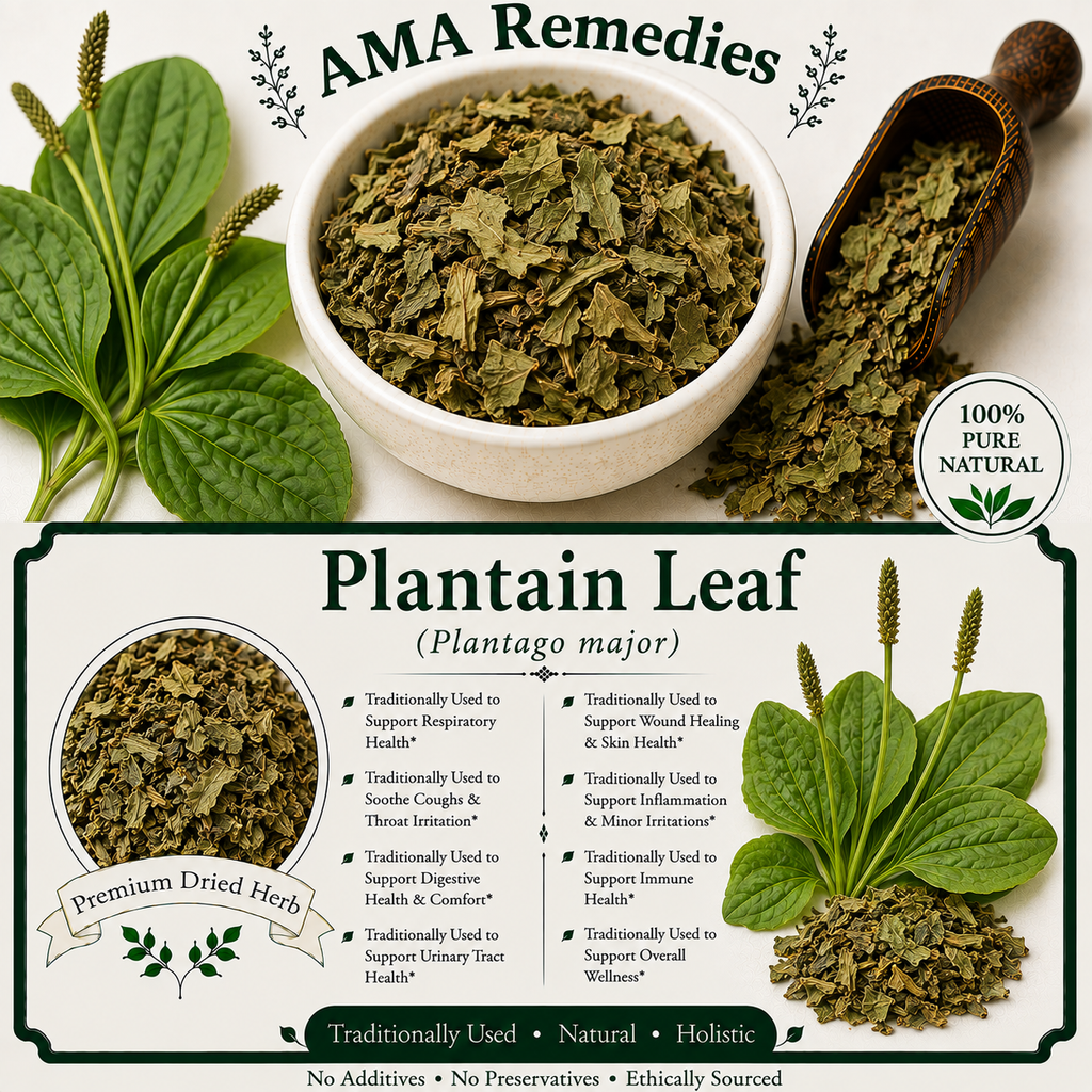Plantain Leaf (Plantago major)