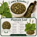 Plantain Leaf (Plantago major)