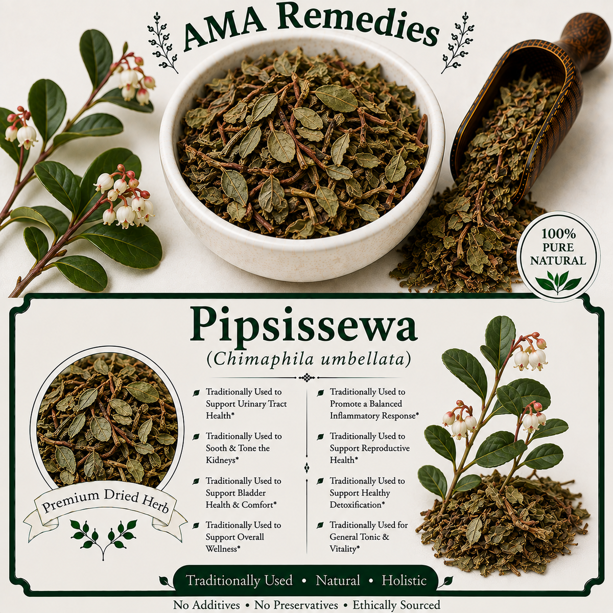 Pipsissewa (Chimaphila umbellata) — Dried Herb