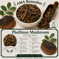 Phellinus Mushroom (Phellinus linteus)