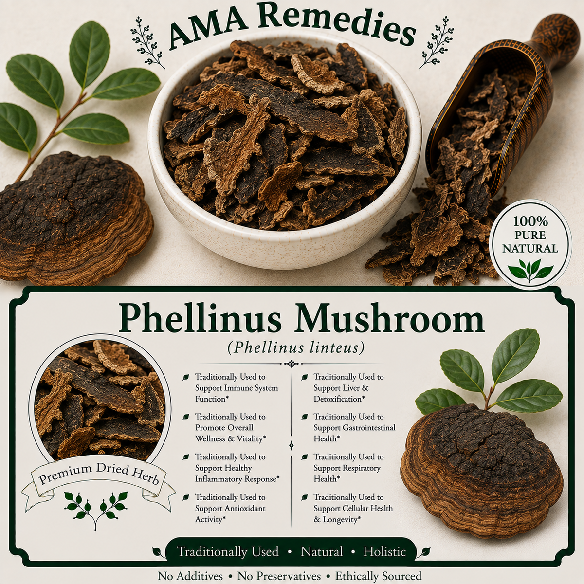 Phellinus Mushroom (Phellinus linteus)