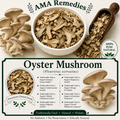 Oyster Mushroom (Pleurotus ostreatus)