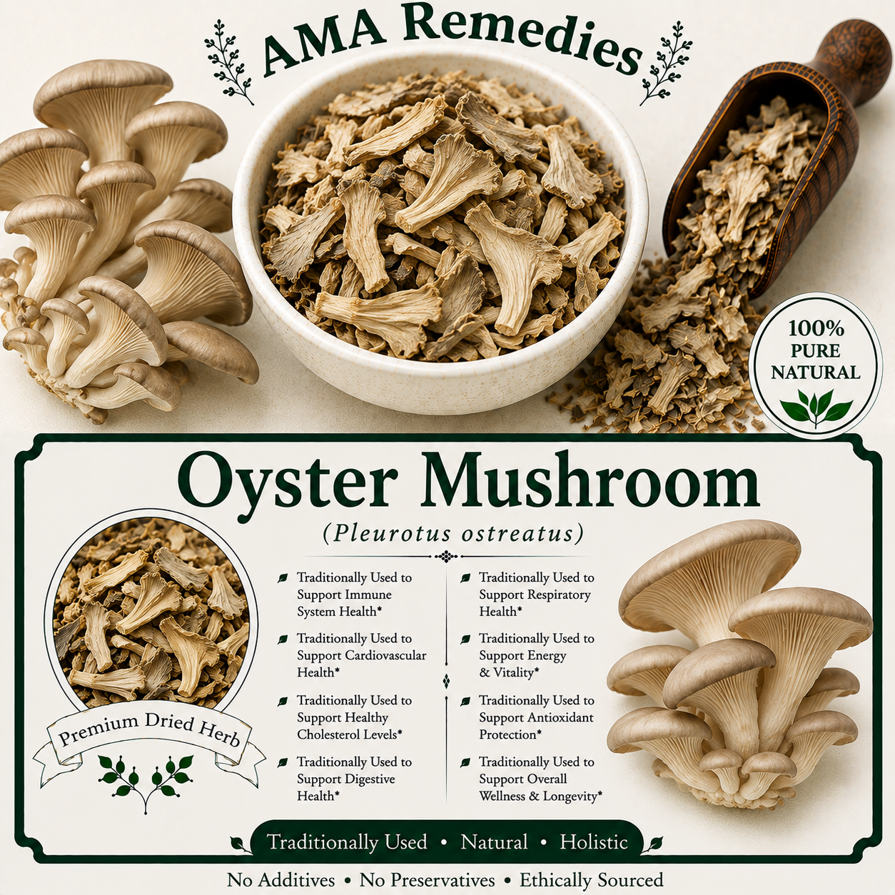 Oyster Mushroom (Pleurotus ostreatus)
