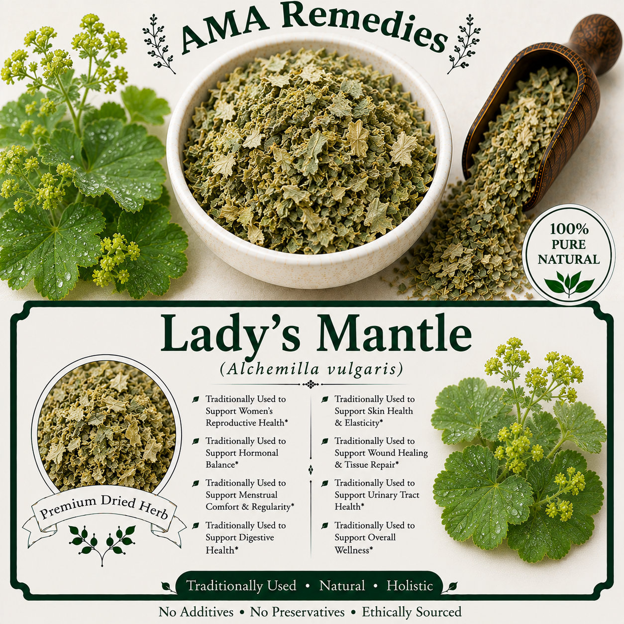 Lady's Mantle (Alchemilla vulgaris)