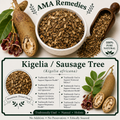 Kigelia / Sausage Tree (Kigelia africana)