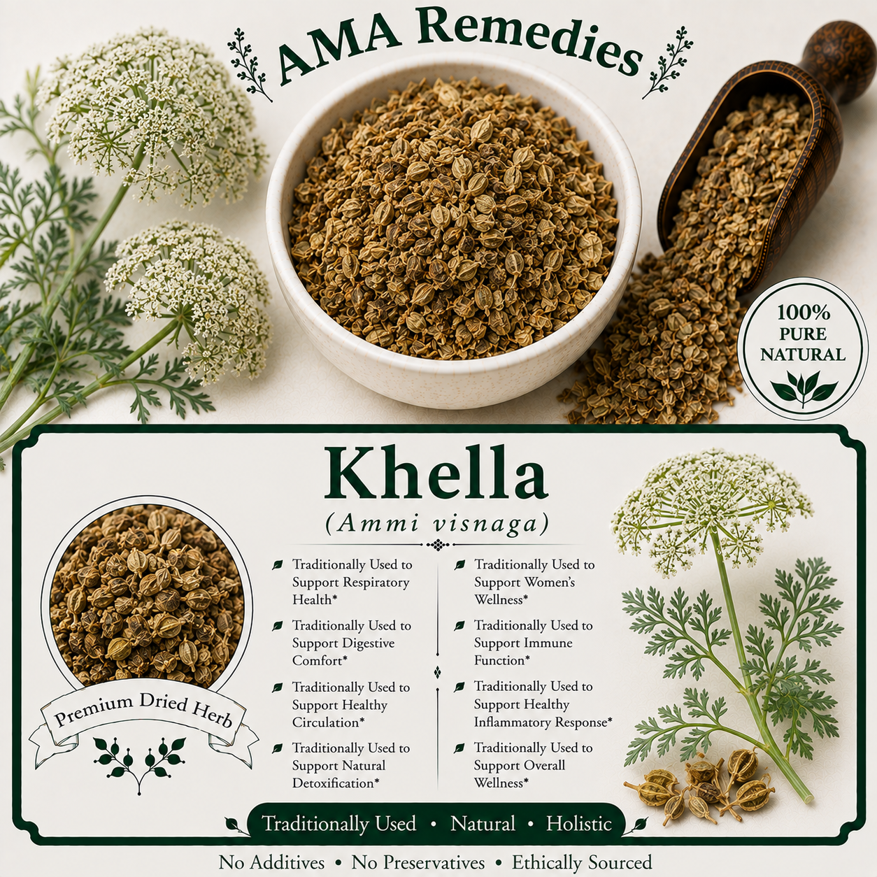Khella (Ammi visnaga)