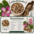 Kanchanar (Bauhinia variegata)