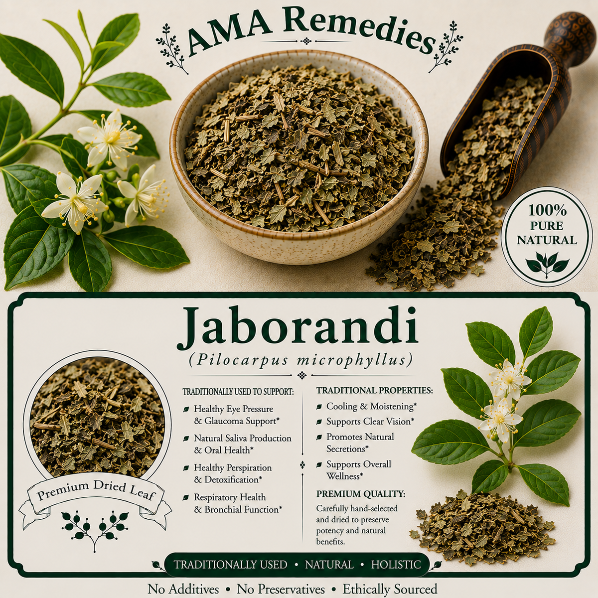 Jaborandi (Pilocarpus microphyllus) — Dried Leaves