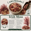 Irish Moss (Chondrus crispus)