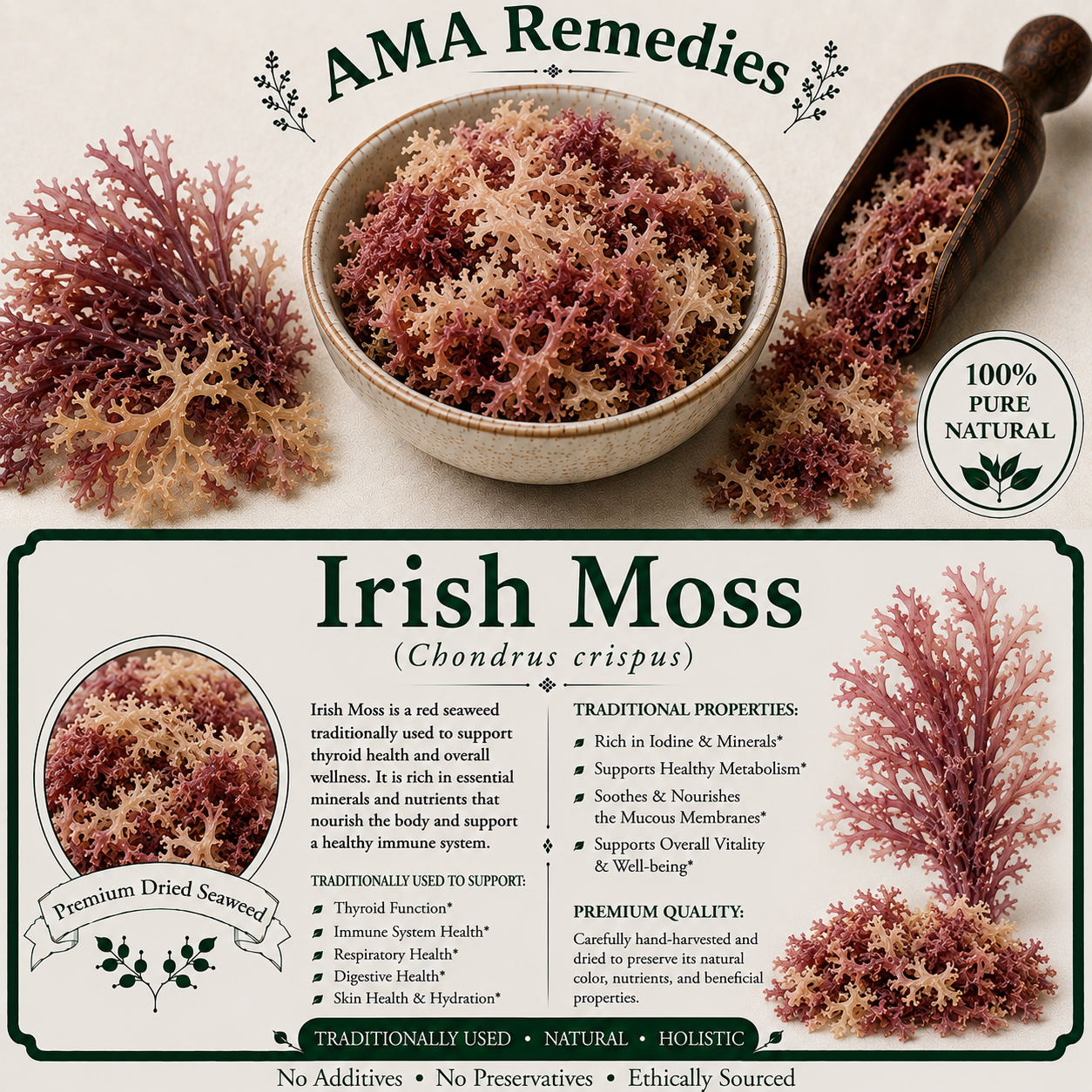 Irish Moss (Chondrus crispus)